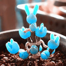 Egrow 100Pcs/Pack Mini Blue Succlent Seeds Monilaria Obconica Rabbit Living Lithops Flowers Seeds