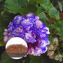 Egrow 50Pcs/Bag Geranium Seeds Appleblossom Rosebud Pelargonium Perennial Garden Flower Seeds