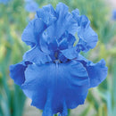 Egrow 50Pcs/Bag Iris Tectorum Seeds Rare Iris Seeds Bonsai Flower Seeds Heirloom Iris Flowers Seeds