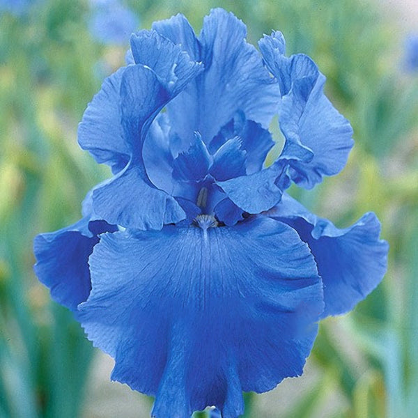 Egrow 50Pcs/Bag Iris Tectorum Seeds Rare Iris Seeds Bonsai Flower Seeds Heirloom Iris Flowers Seeds