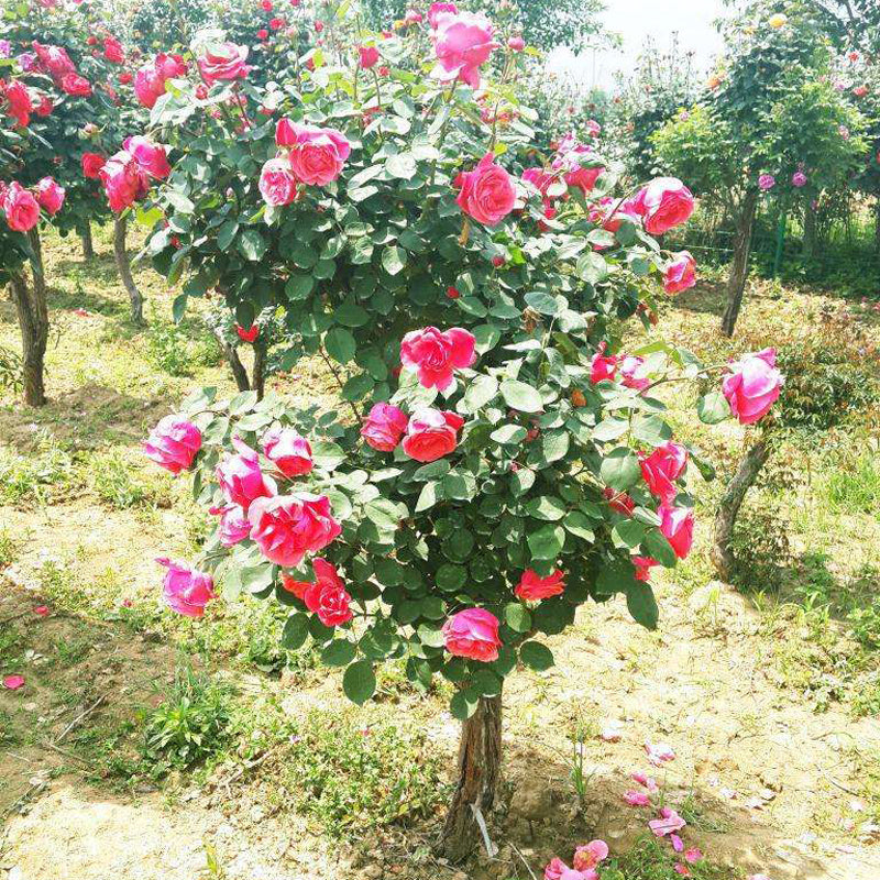 Egrow 100Pcs Red Rose Tree Seeds DIY Home Garden Potted Balcony Yard Flower Plant