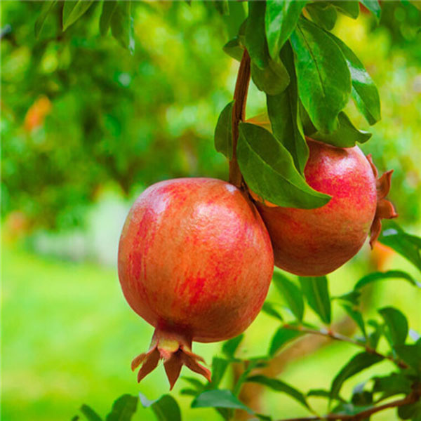 Egrow 30Pcs/Pack Pomegranate Seeds Sweet Delicious Indoor Fruit Seeds Pomegranate Mini Bonsai Tree