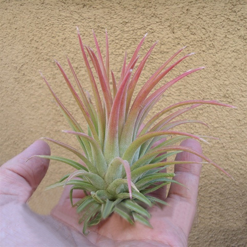 Egrow 100Pcs/Pack Tillandsia Seeds Bonsai Potted Flower Bonsai Purple Chinese Rare Bonsai Decoration For Home and Garden