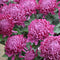 10Pcs Red Chrysanthemum Seeds Garden Rare Flower Bonsai Seeds