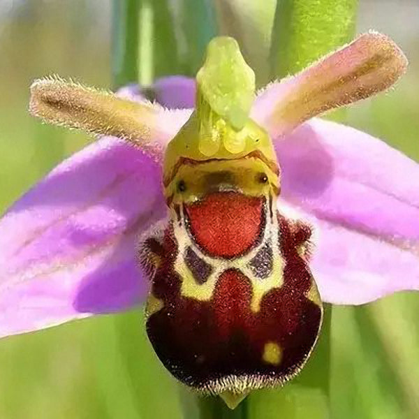 Egrow 100Pcs/Pack Orchid Flower Seeds Garden Balcony Plants Bee Smile Face Flower Seeds