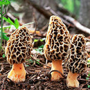 Egrow 100Pcs/Bag Morel Mushroom Strains Seeds Garden Planting Edible Eryngii Vegetable Seeds