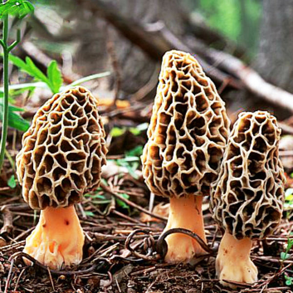 Egrow 100Pcs/Bag Morel Mushroom Strains Seeds Garden Planting Edible Eryngii Vegetable Seeds