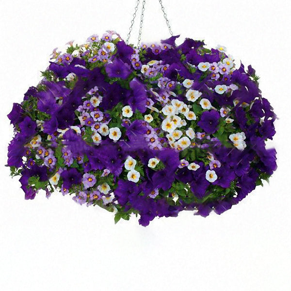 Egrow 100Pcs/Bag Petunia Seeds Petunia Plants Hanging Bonsai Mini Petunia Flowers for Home Garden