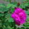 Egrow 60 Pcs/Pack Red Thorn Rose Seeds Red Thorn Rosa Rugosa Tree Semente Plant Flower Seeds