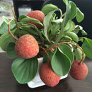 Egrow8Pcs/Bag Litchi Seeds Summer Delicious Fruit Litchi Seeds Nutritious and Delicious Fruit Seeds
