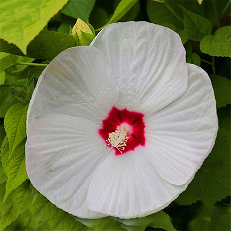 Egrow 50 Pcs/Pack Giant Hibiscus Seeds Flower Flores Beautiful Flower Bonsai Plant DIY Home Garden