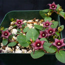 Egrow 100 Pcs/Pack Brachystelma Seeds Brachystelma Bonsai Wild Flower Plants Suitable For Garden Balcony Roof Planting