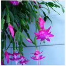 Egrow 20PCS/Pack Zygocactus Truncatus Seeds Schlumbergera Plants Easy To Grow Indoor Potted Plants