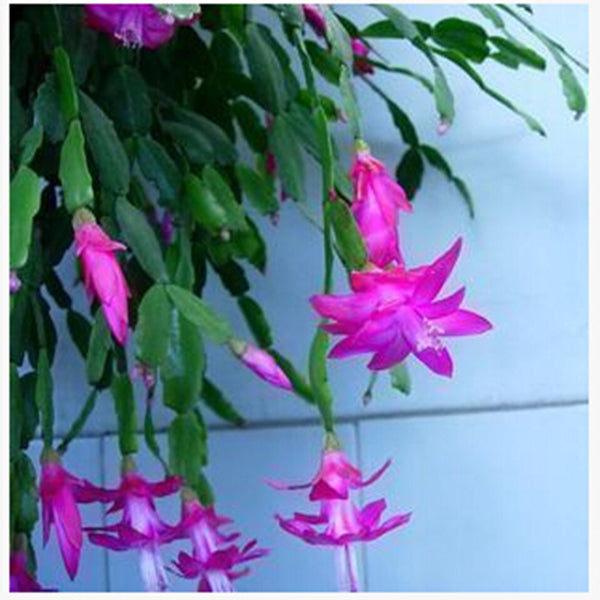 Egrow 20PCS/Pack Zygocactus Truncatus Seeds Schlumbergera Plants Easy To Grow Indoor Potted Plants