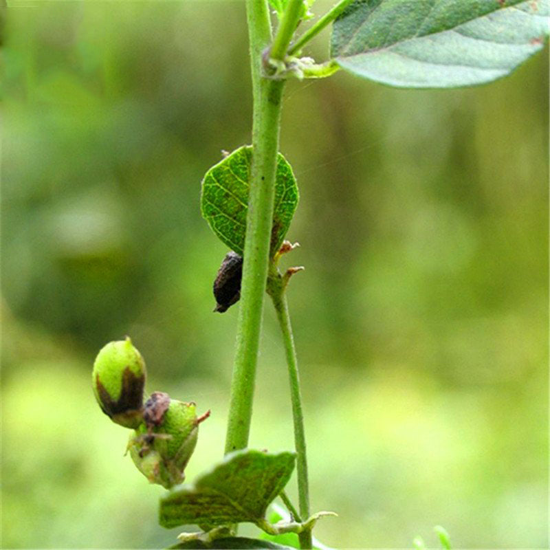 Egrow 200 Pcs/Pack Fructus Psoraleae Seeds Fructus Psoraleae Semente Plant Chinese Malaytea Scurfpea