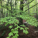 Egrow 30 Pcs/Pack Carpinus Tree Seeds Carpinus Tree Semente Plant Carpinus Turczaninowii Hance