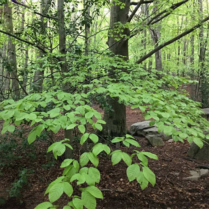 Egrow 30 Pcs/Pack Carpinus Tree Seeds Carpinus Tree Semente Plant Carpinus Turczaninowii Hance