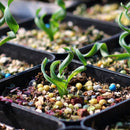 Egrow 100 Pcs/Pack Trachyandra Revoluta Seeds Home Balcony Potted Rare Plant Bonsai