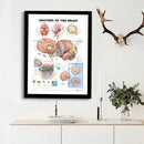 Human Anatomy of the Brain Poster Anatomical Chart Human Body Medical Education