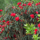 Egrow 50 Pcs/Pack Rhododendron Delavayi Seeds Rhododendron Delavayi Plant Rhododendron Delavayi Tree