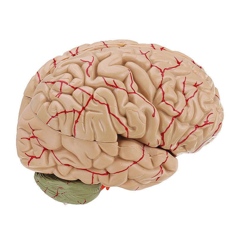 Life Size Human Brain Model w/ Arteries Medical Anatomical Cerebral Mo ...