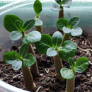 Egrow 2 Pcs/Pack Desert Rose Seeds Adenium Obesum Semillas Bonsai Desert Rose Flower Plant