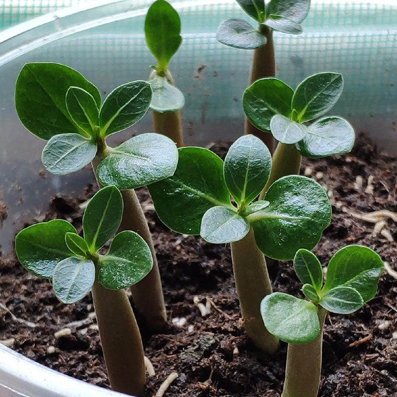 Egrow 2 Pcs/Pack Desert Rose Seeds Adenium Obesum Semillas Bonsai Desert Rose Flower Plant