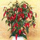 Egrow 100Pcs/Pack Pepper Seeds Hot Chilli Pepper Capsicum Vegetable Bonsai Plants for Home And Garden