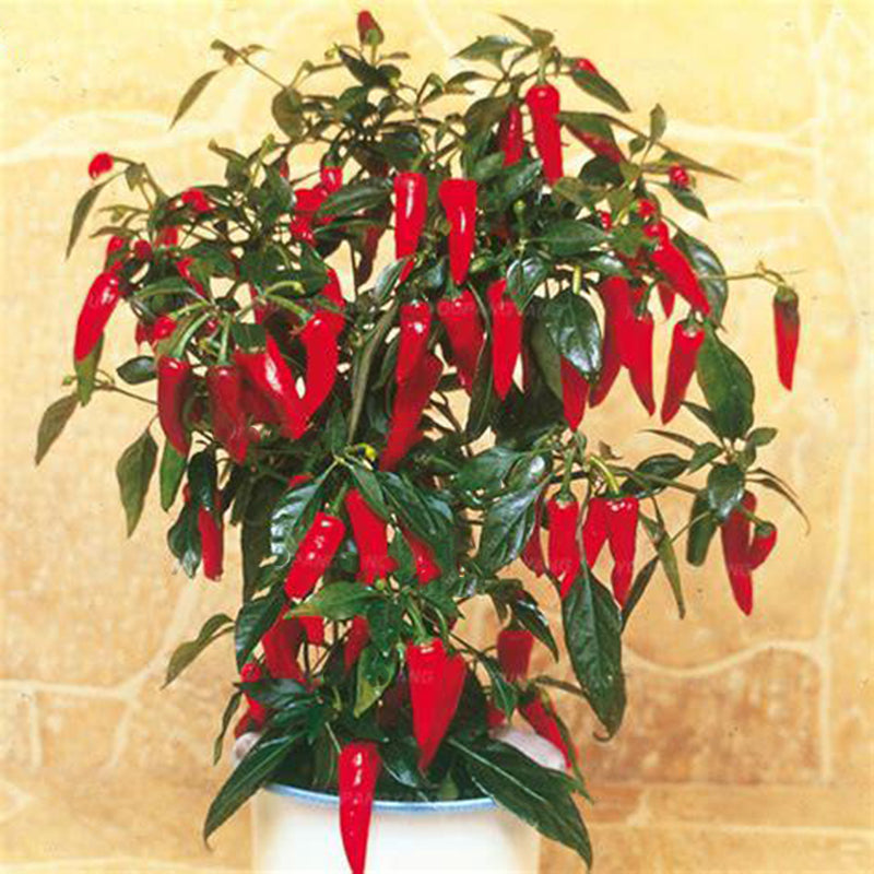 Egrow 100Pcs/Pack Pepper Seeds Hot Chilli Pepper Capsicum Vegetable Bonsai Plants for Home And Garden