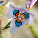 Egrow 40Pcs/Bag Blue Eyes Moraea Seeds Moraea Iridioides Flower Seeds Exotic Garden Bonsai Plants