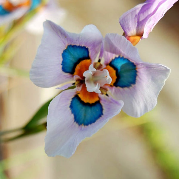 Egrow 40Pcs/Bag Blue Eyes Moraea Seeds Moraea Iridioides Flower Seeds Exotic Garden Bonsai Plants