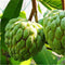 Egrow 5 Pcs/Pack Custard Apple Srikaya Seeds Bonsai Soursop Fruit Graviola Annona Muricata Plant Sweet Sop Fruit Sugar Apple Plant