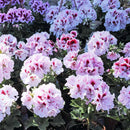 Egrow 100 Pcs/Pack Univalve Geranium Seeds Perennial Flower Pelargonium Seeds for Indoor Room