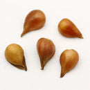 Egrow 120Pcs/Pack Tulip Flower Seeds Purple White Edge Flowers Perennial Home Garden Potted Plants