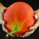 Egrow 10 Pcs/Pack Bitter Melon Seeds Fruit Bonsai Momordica Cochinchinensis Bonsai Spreng Cochinchin Gourd Non-GMO Fruit Plant