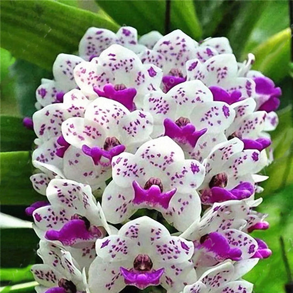 Egrow 100Pcs/Bag Cymbidium Orchid Seeds Silk Butterfly Orchid Artificial Flower Wedding Decoration