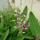 Egrow 50 Pcs/Pack Dealbata Seeds Thalia Dealbata Flower Home Garden Decoration