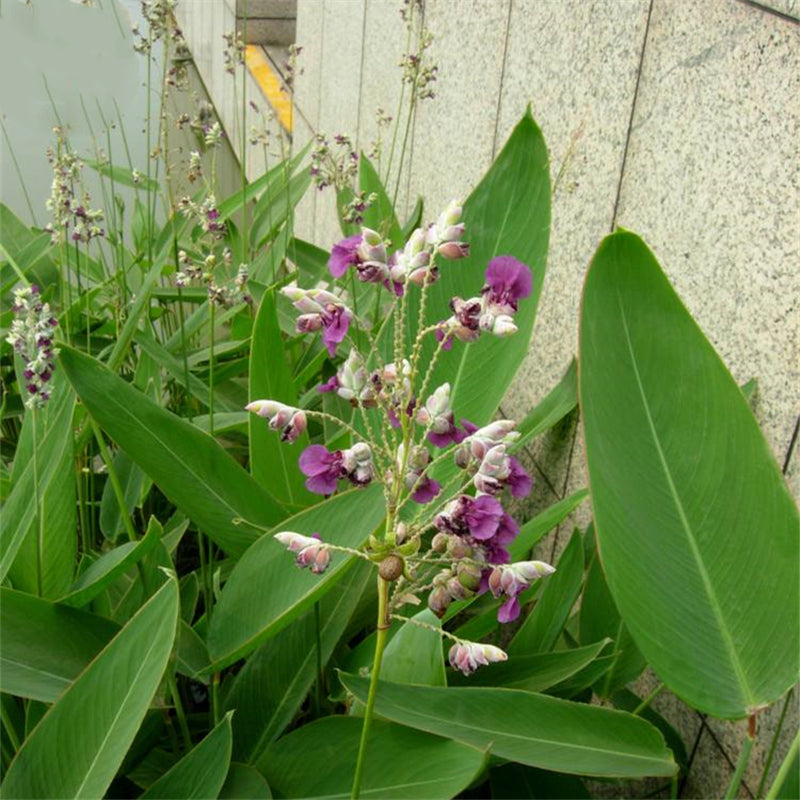 Egrow 50 Pcs/Pack Dealbata Seeds Thalia Dealbata Flower Home Garden Decoration