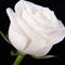 200PCS Colorful Rose Flower Seeds Garden Bonsai Planting