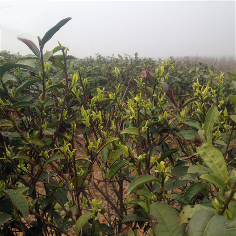 Egrow 130 Pcs/Pack Green Tea Seeds Green Teea Tree Semente Plant Chinese Tea