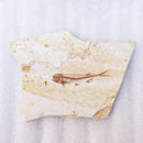 China 150 Million Years Ago Genuine Bony Fosslien Lycoptera Real Fossil Fish Decorations
