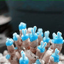 Egrow 100Pcs/Pack Mini Blue Succlent Seeds Monilaria Obconica Rabbit Living Lithops Flowers Seeds