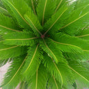 Egrow 1PC/Pack Cycas Seeds Cycas Plant Bonsai Potted Flower Flores For DIY Home Garden Household