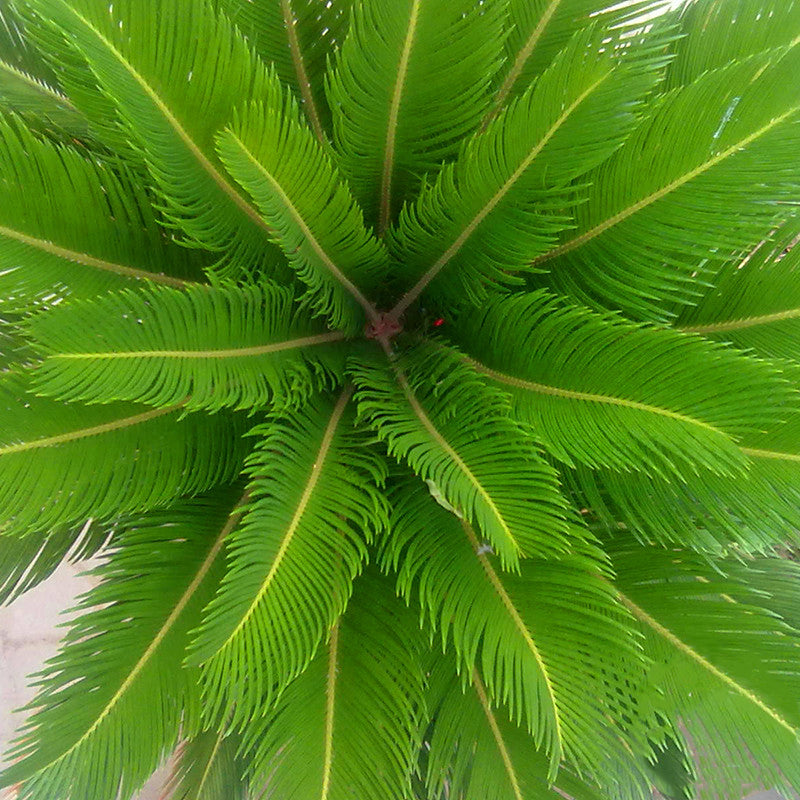 Egrow 1PC/Pack Cycas Seeds Cycas Plant Bonsai Potted Flower Flores For DIY Home Garden Household