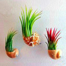 Egrow 100PCS/Pack Air Plant Seeds Cactus Jardin Bonsai Plantas Rainbow Grass For Garden Decoration