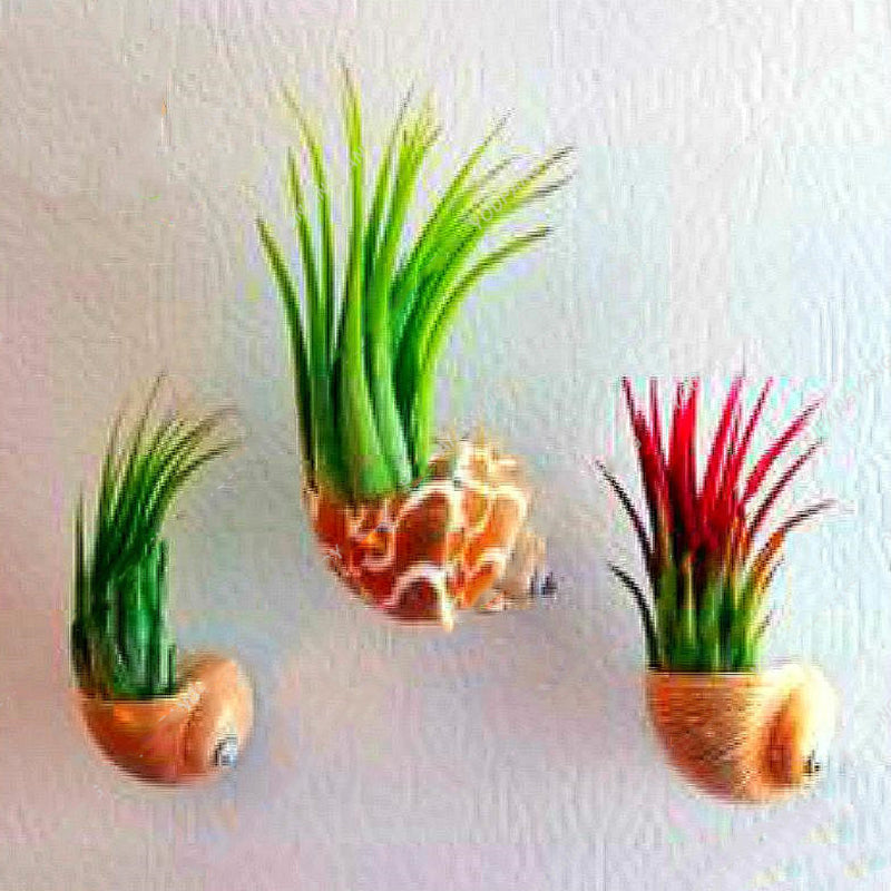Egrow 100PCS/Pack Air Plant Seeds Cactus Jardin Bonsai Plantas Rainbow Grass For Garden Decoration