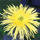 Egrow 100 Pcs/Pack Chrysanthemum Seeds Yellow Chrysanthemum Bonsai DIY Gardening Flower Plant