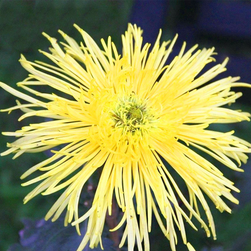 Egrow 100 Pcs/Pack Chrysanthemum Seeds Yellow Chrysanthemum Bonsai DIY Gardening Flower Plant