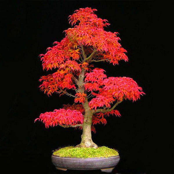 Egrow 50PCS/Pack Maple Seeds Canada Mini Red Maple Bonsai Garden DIY Bonsai Maple Tree Plant