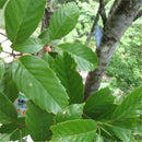 Egrow 100 Pcs/Pack Glauca Seeds Chinese Glauca Tree Cyclobalanopsis Glauca Tree For Nut